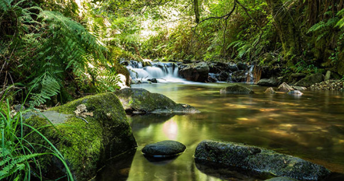 Small waterfall and a brook surrounded by woods