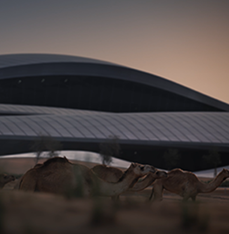 Camels walking on the sand in front of the BEEAH Headquarters in Sharjah in United Arab Emirates (UAE)